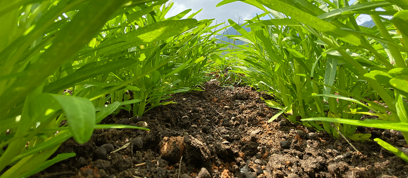 manor description image