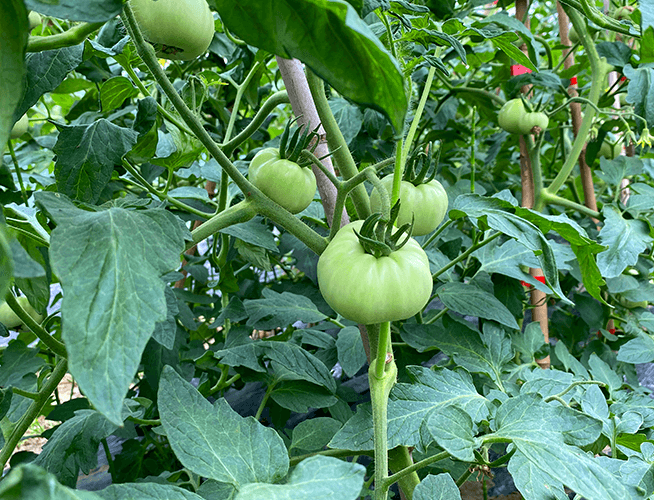 manor description image