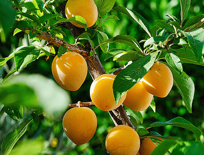 manor description image