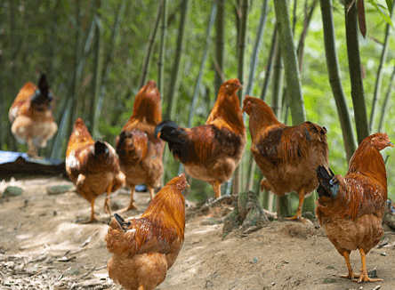 manor description image