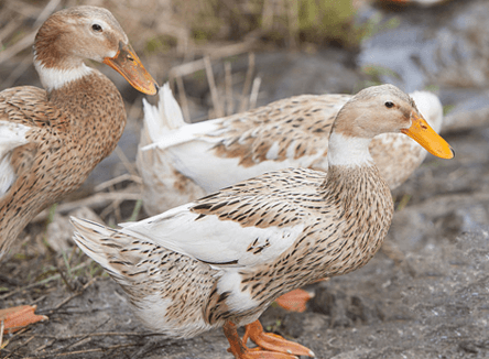 manor description image