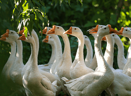 manor description image