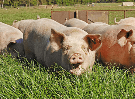 manor description image