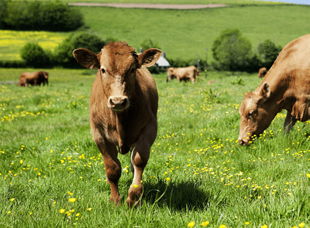 manor description image