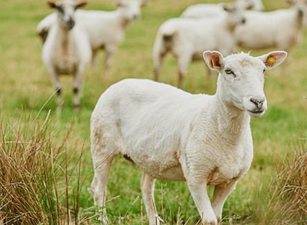 manor description image