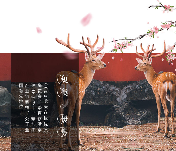 规模优势 6000余头存栏优质梅花鹿，繁育存活率达96％以上。精加工产业链完整，处于全国领先地位。