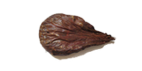 鹿胎